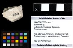 Foto (Objekt + Etiketten) von Eodromites sp. 